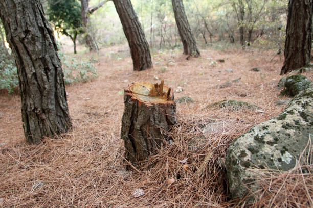 Best Residential Tree Removal  in Troy, TX